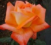 unknow artist Realistic Orange Rose oil painting artist